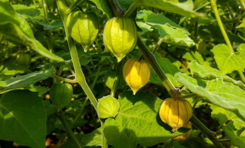燈籠草種植 燈籠草種植