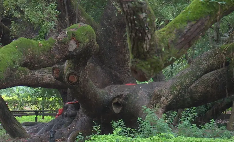 修剪樹木方法 修剪樹木方法