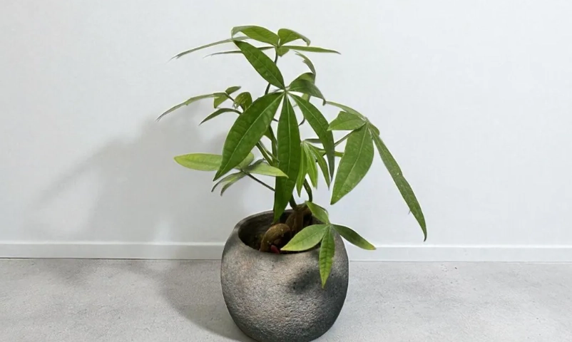 日本發財樹養護指南：從選購到風水擺放的完整解析