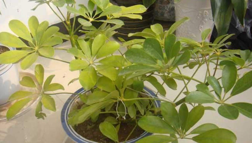 植物葉子出水是生病嗎？圖解5大成因與處理對策