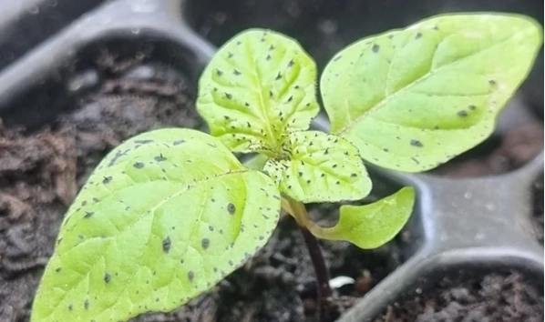 燈籠草種植 燈籠草種植