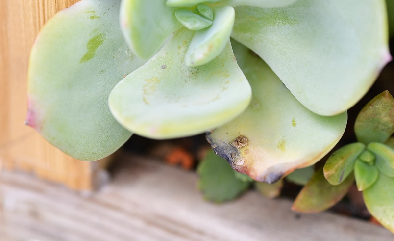 多肉植物病蟲害防治