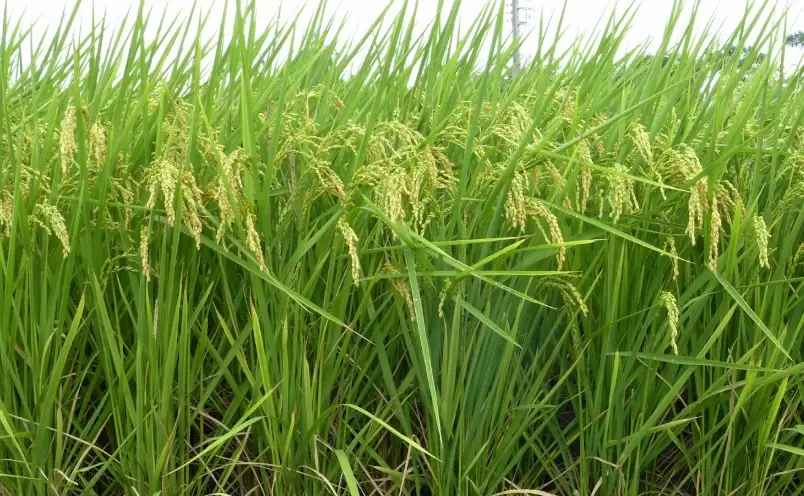 台梗11號施肥方法