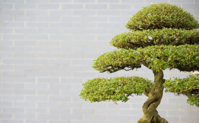 羅漢松照顧方法