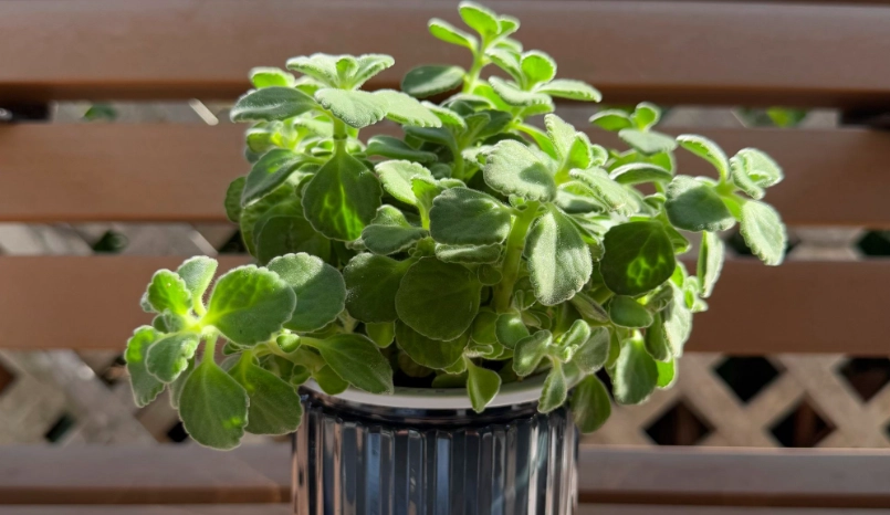 碰碰香植物養護全攻略：從新手到高手的實戰指南