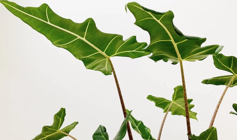 滴水觀音葉子出水 滴水觀音葉子出水