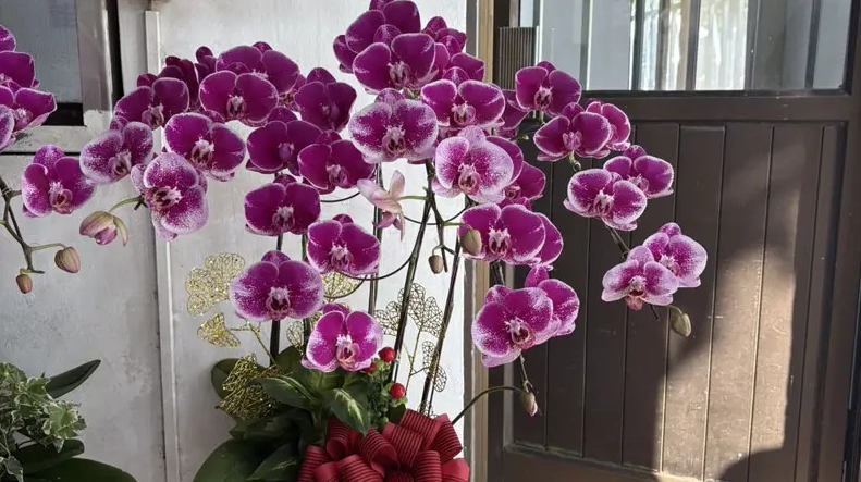 蘭花開完花後如何處理