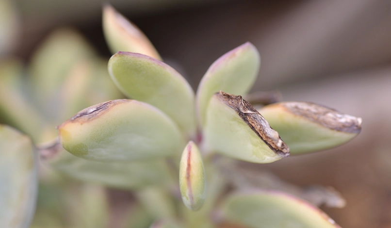 多肉植物受傷怎麼辦？完整急救步驟與預防方法指南
