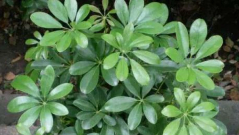 葉緣吐水現象 葉緣吐水現象