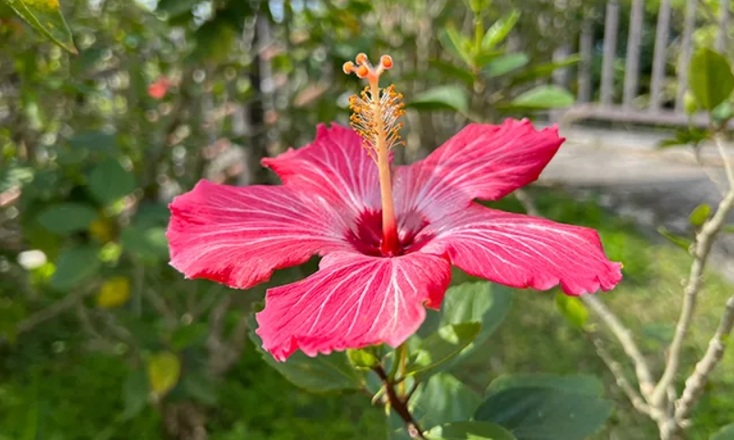 扶桑花食用 扶桑花食用