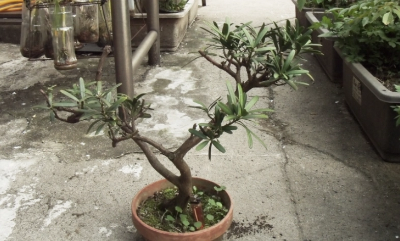 羅漢松生長速度全攻略：十年經驗分享加速養護心法