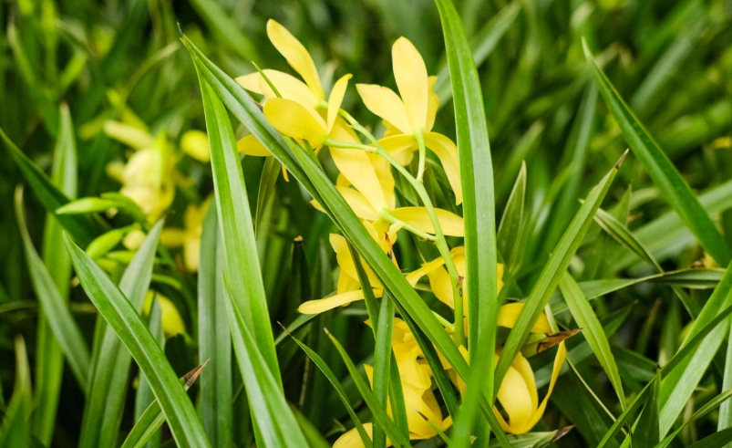 蘭花養護技巧 蘭花養護技巧