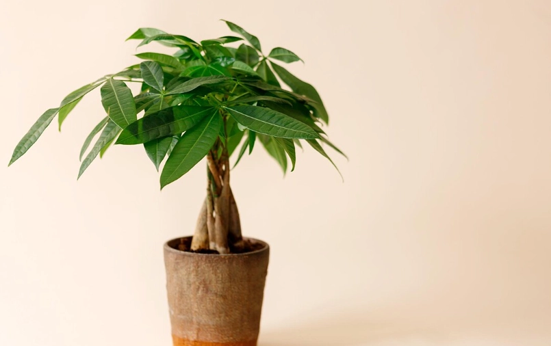 日本發財樹 風水