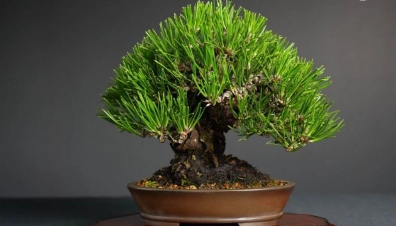 黑松盆栽修剪 黑松盆栽修剪