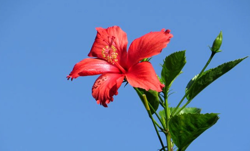 扶桑花料理 扶桑花料理