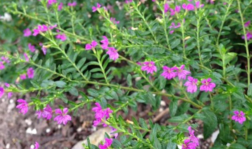 雪茄花不開花 雪茄花不開花