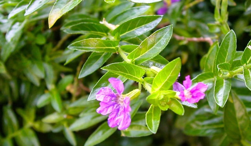雪茄花怎麼養 雪茄花怎麼養