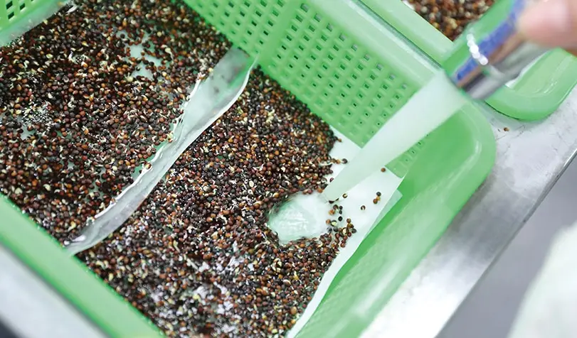 青花椰苗種子推薦 青花椰苗種子推薦