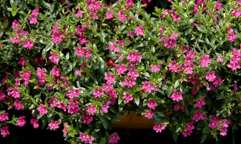 雪茄花不開花 雪茄花不開花