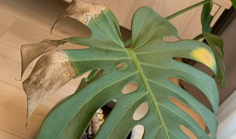 龜背芋葉子發黃