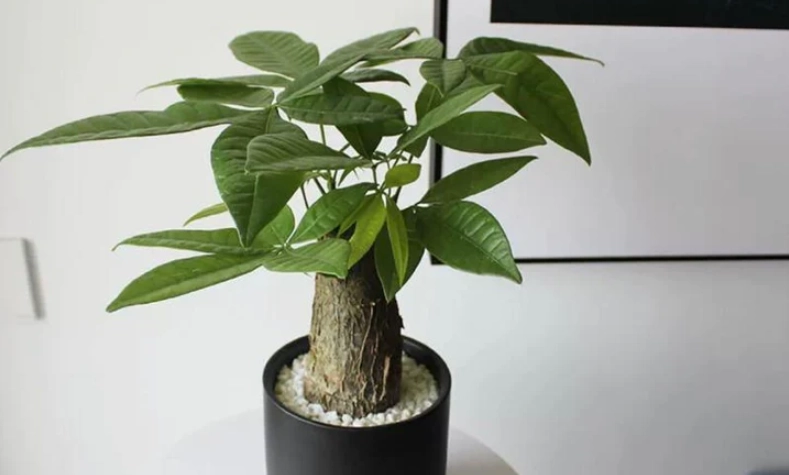 日本發財樹 照顧