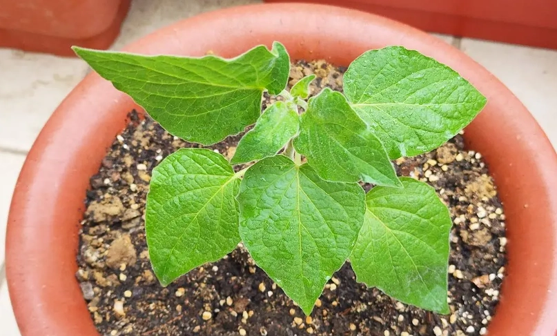 燈籠草盆栽 燈籠草盆栽