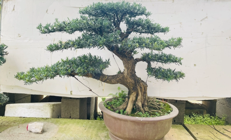 羅漢松照顧方法