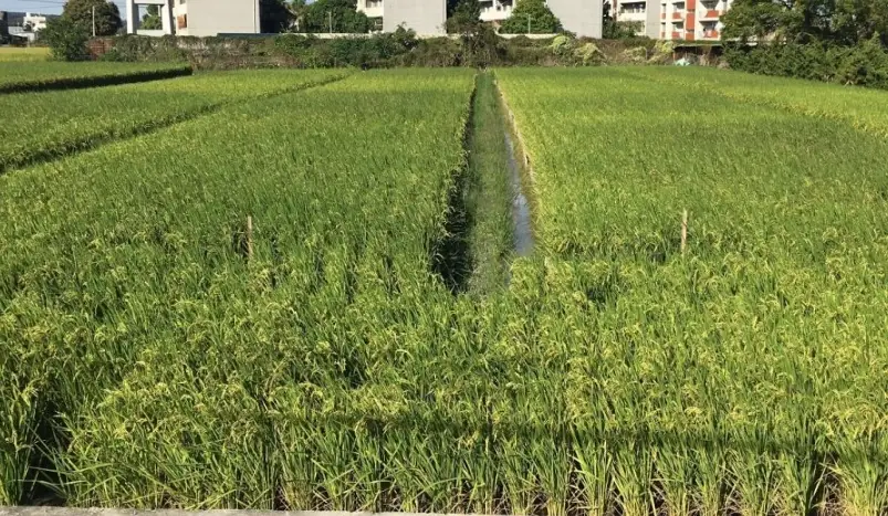 台梗11號肥料推薦