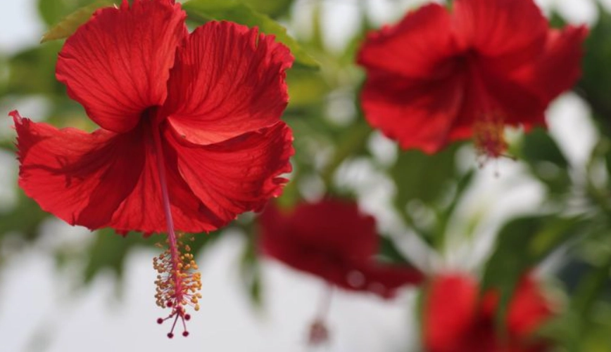 扶桑花可以吃嗎？完整解析食用安全、挑選與創意食譜