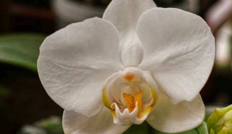 蘭花花瓣軟終極解析：從成因到護理，養出柔美蘭花的秘訣