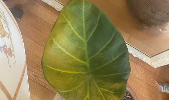 滴水觀音葉子出水 滴水觀音葉子出水