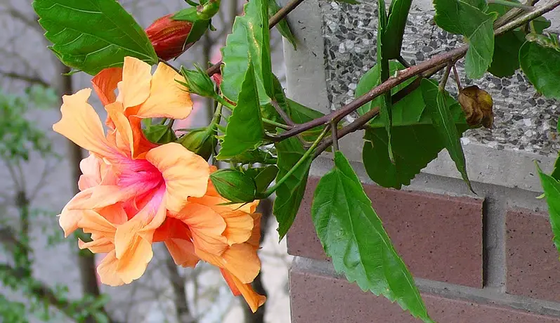 扶桑花茶 扶桑花茶