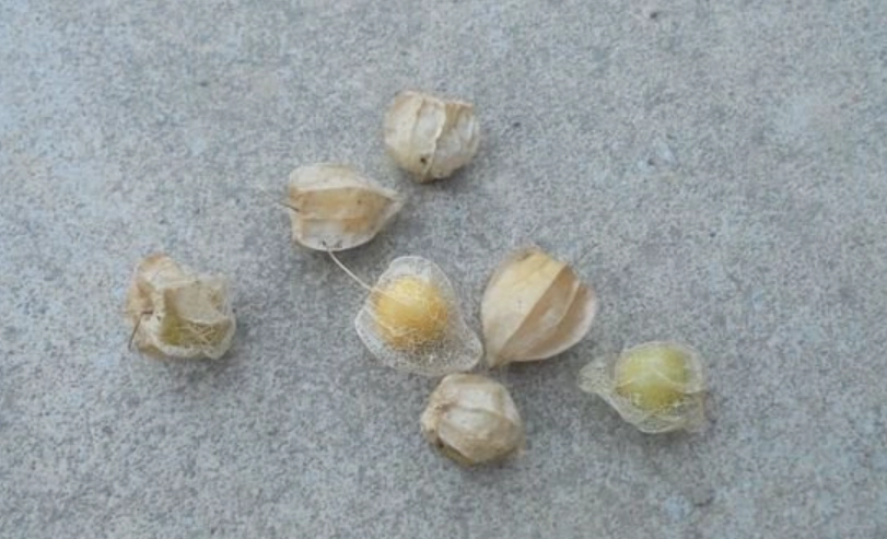 燈籠草種子種植全攻略：從播種到開花的實戰心得