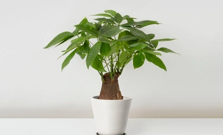 日本發財樹 照顧