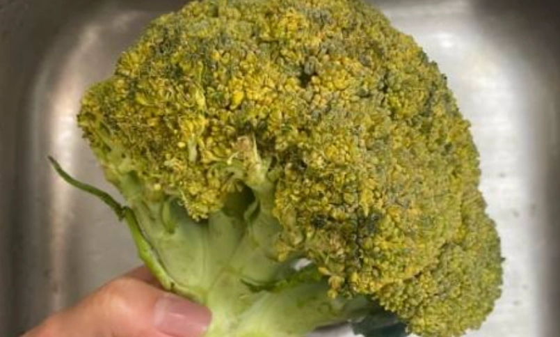 青花菜 變黃 原因 青花菜 變黃 原因