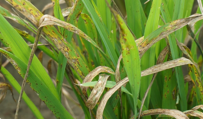 稻熱病防治方法