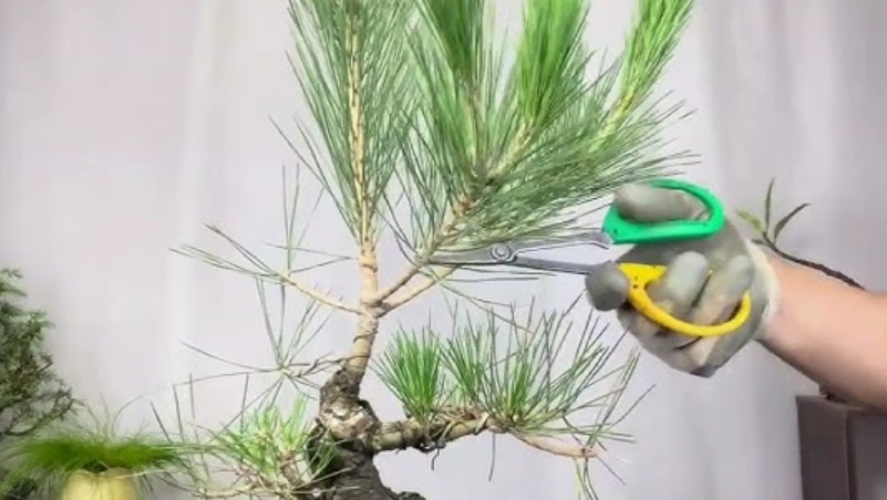 黑松切芽技巧 黑松切芽技巧