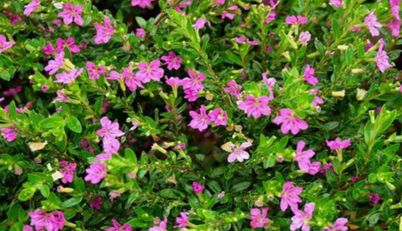 雪茄花怎麼養 雪茄花怎麼養