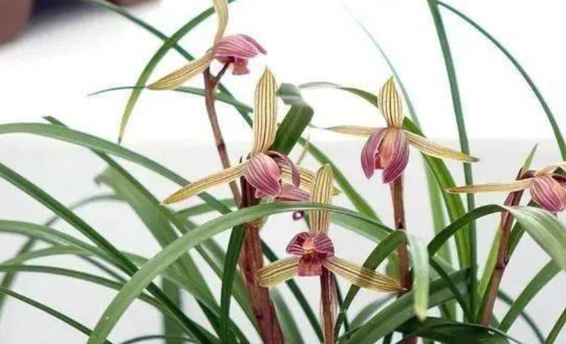 蘭花養護技巧 蘭花養護技巧