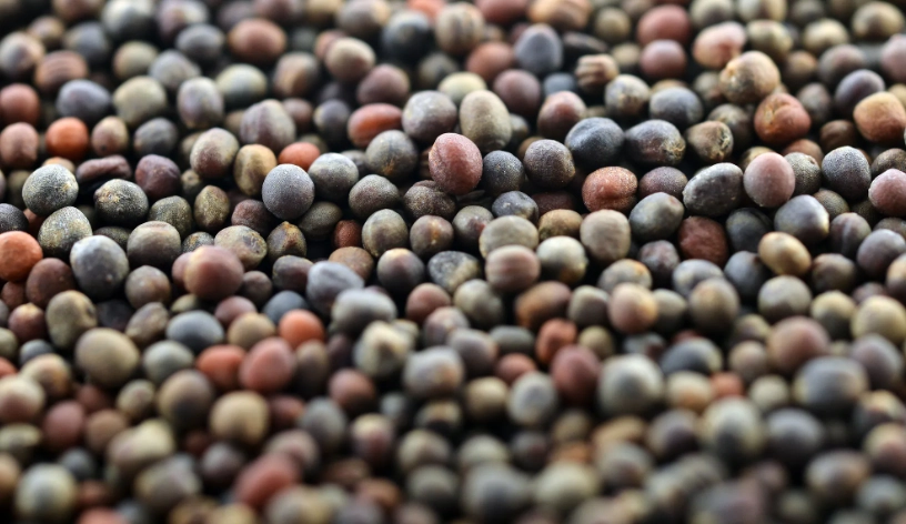 青花椰苗種子怎麼挑？完整種植到採收指南，新手也能輕鬆上手