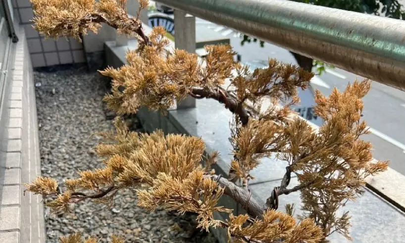 真柏葉子變黃怎麼辦