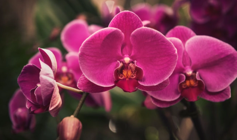 蘭花謝了會再開嗎？掌握關鍵3步驟，讓你的蘭花年年盛開