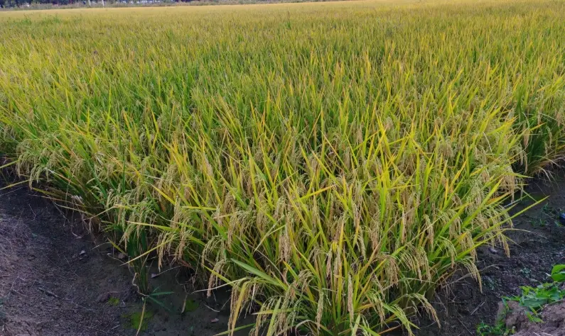 台梗11號施肥全攻略：從基礎到進階的實戰筆記