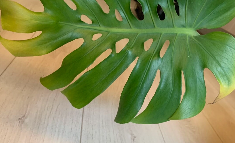 龜背芋葉子變黃怎麼辦？7大原因與搶救步驟全解析