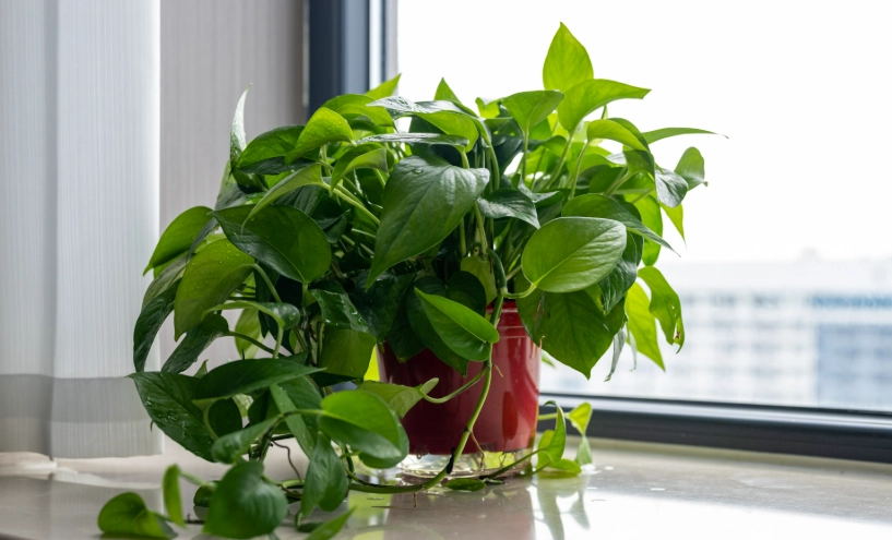 黃金葛澆水頻率終極指南：多久澆一次？關鍵在這裡