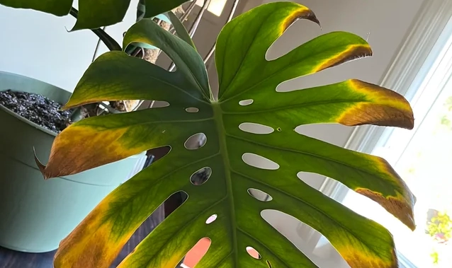 龜背芋葉子發黃