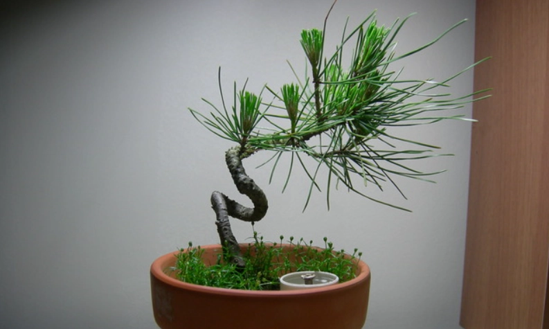 黑松切芽技巧 黑松切芽技巧