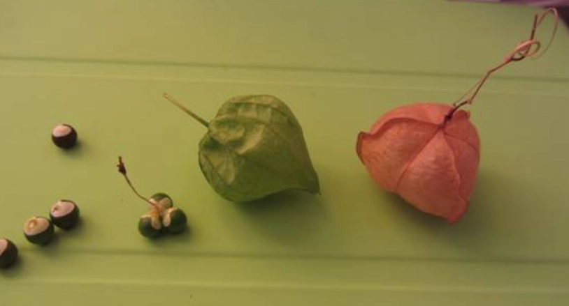 燈籠草盆栽 燈籠草盆栽