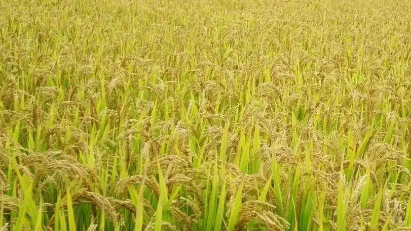 台梗11號肥料推薦