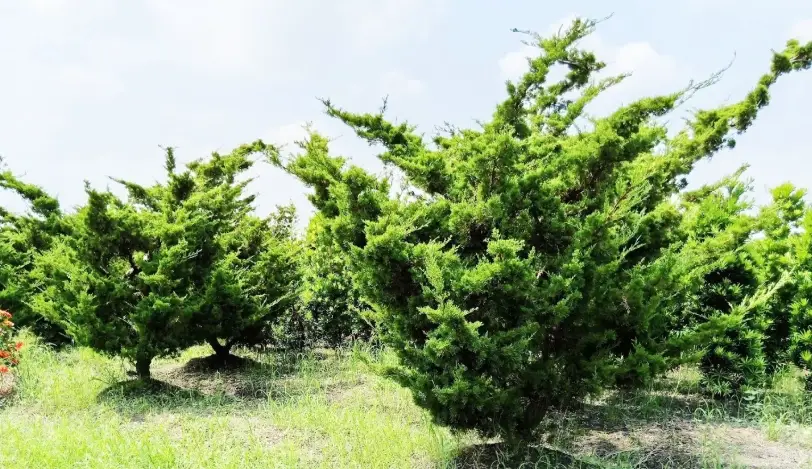 真柏品種 真柏品種